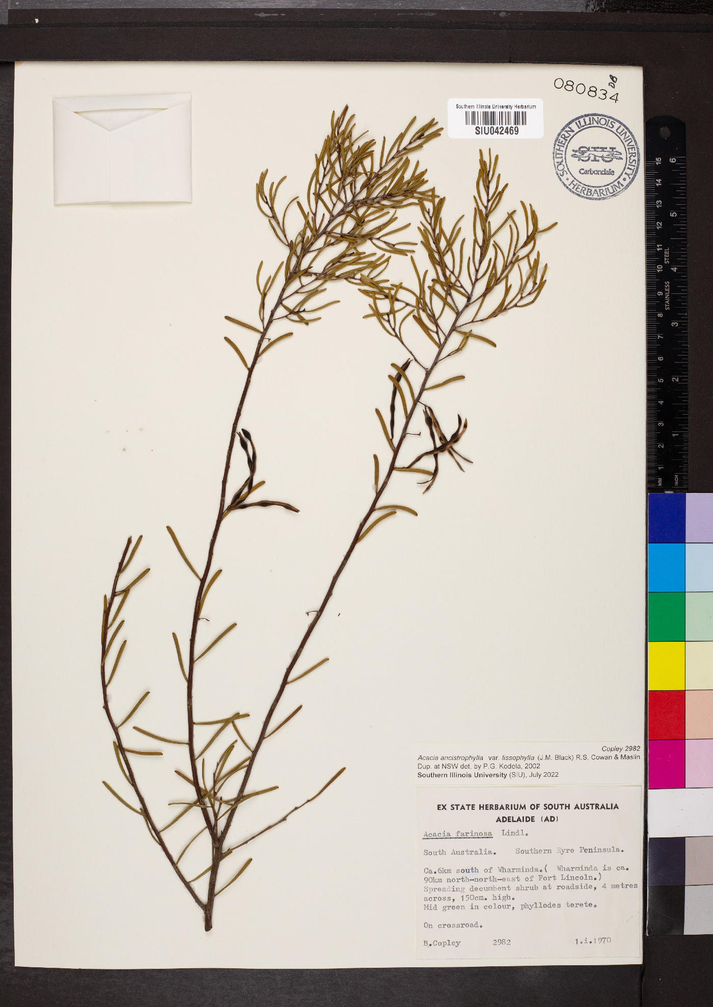 Acacia ancistrophylla var. lissophylla image