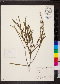 Acacia blakelyi image