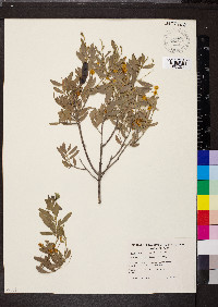 Acacia brachybotrya image