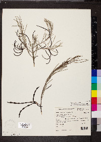 Acacia calamifolia image