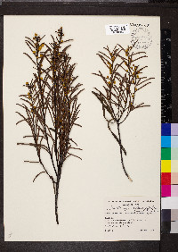 Acacia calamifolia image