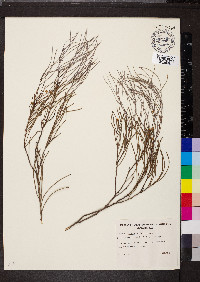 Acacia calamifolia image