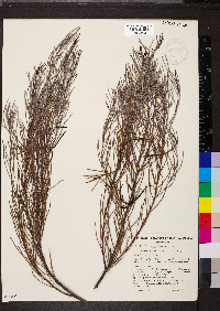 Acacia calamifolia image