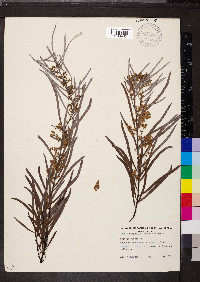 Image of Acacia chrysella