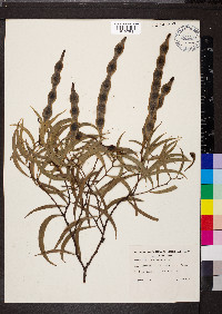 Acacia confluens image