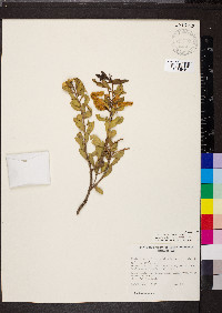 Acacia craspedocarpa image