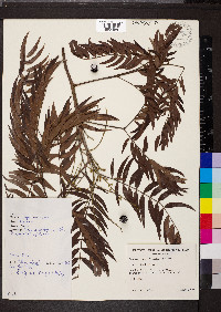 Acacia elata image