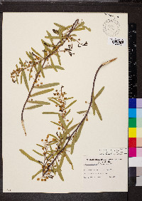 Acacia ligulata image