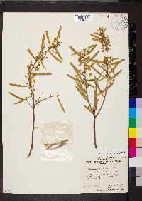 Acacia ligulata image