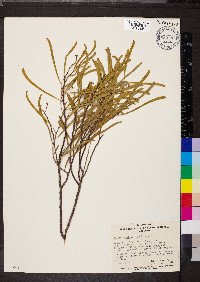 Acacia ligulata image