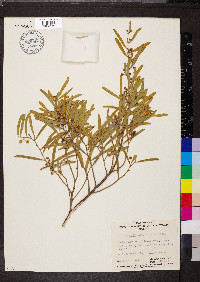 Acacia ligulata image