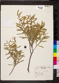 Acacia ligulata image