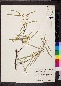 Acacia ligulata image
