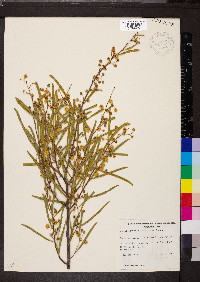 Acacia ligulata image