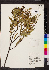 Acacia ligulata image