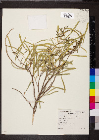 Acacia ligulata image