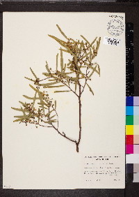 Acacia ligulata image