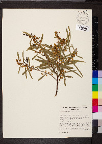 Acacia ligulata image