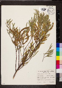 Acacia ligulata image