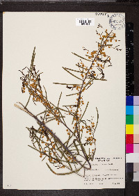 Acacia ligulata image