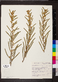 Acacia ligulata image