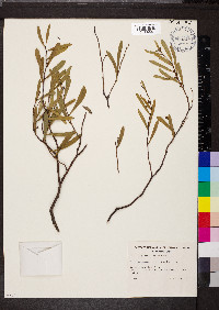 Acacia ligulata image