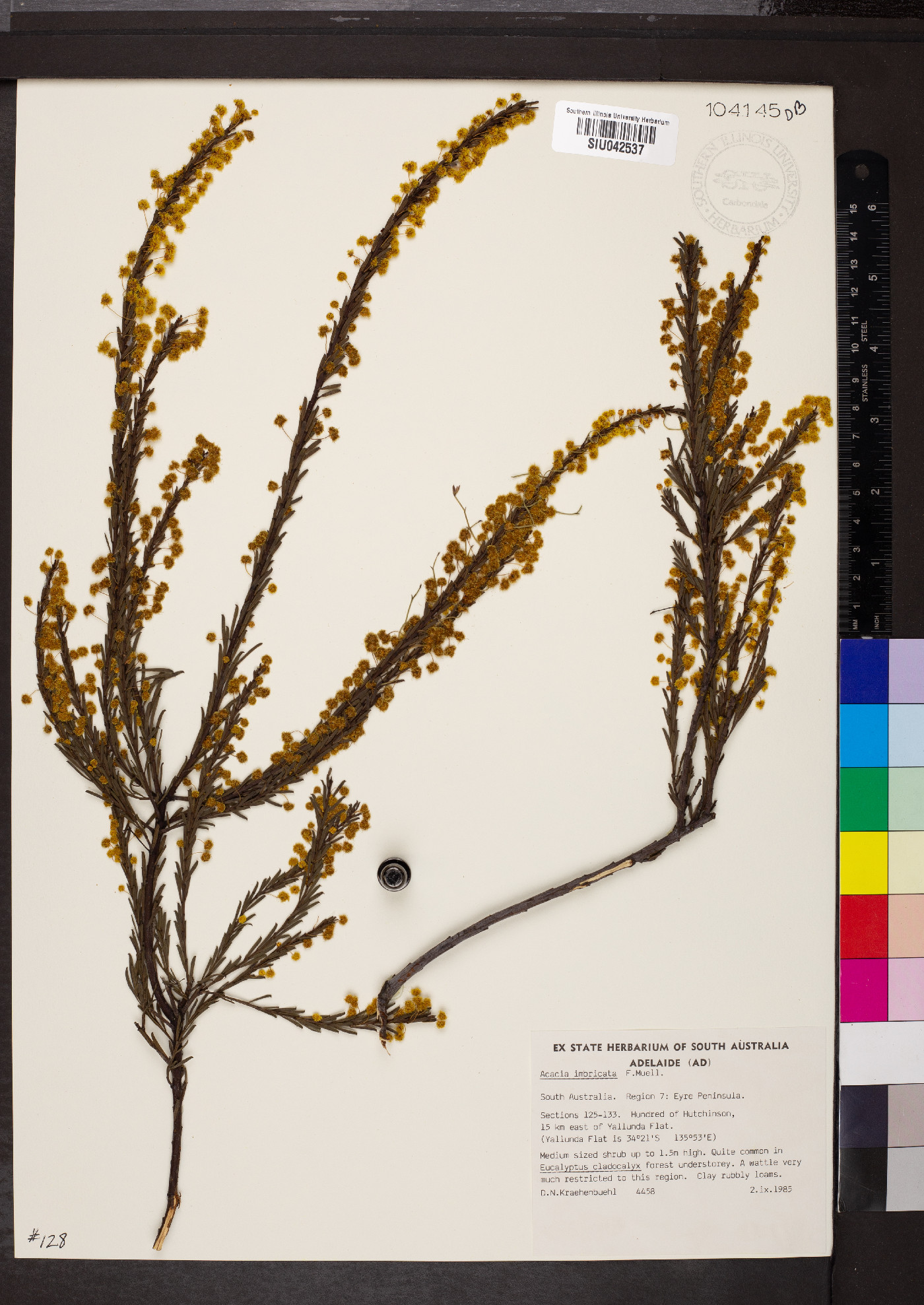 Acacia imbricata image