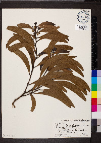 Acacia koa image