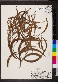 Acacia koa image