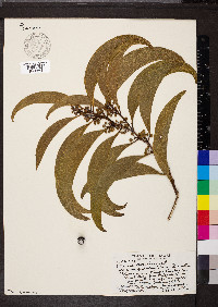 Acacia koa image