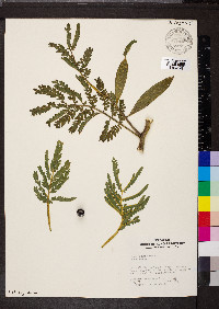 Acacia koa image
