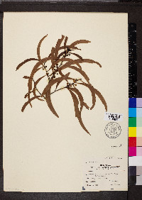 Acacia koa image