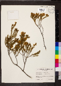 Acacia lineata image