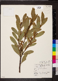 Acacia longifolia image