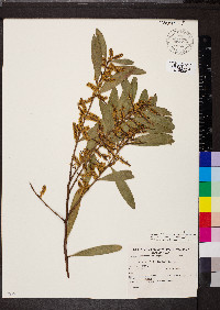 Acacia longifolia image