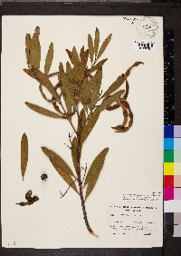 Acacia longifolia image