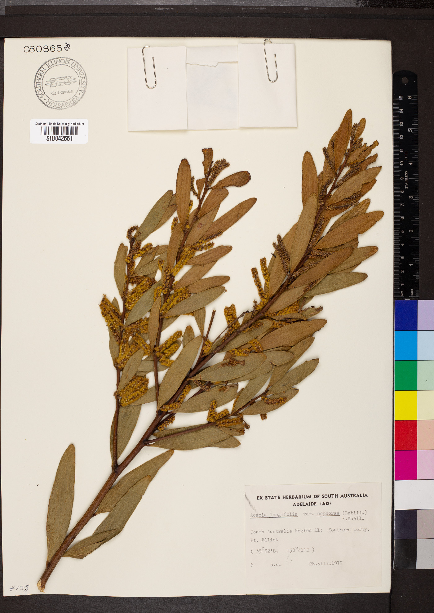 Acacia longifolia subsp. sophorae image