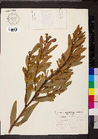 Acacia longifolia image