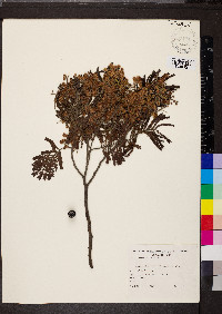 Acacia mearnsii image