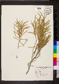 Acacia papyrocarpa image