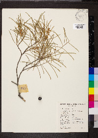 Acacia papyrocarpa image