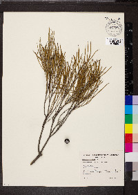 Acacia papyrocarpa image