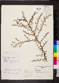 Acacia pulchella image