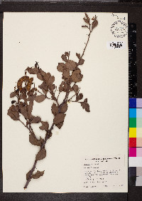 Acacia pyrifolia image