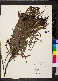 Acacia retinodes image