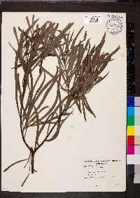 Acacia retinodes image