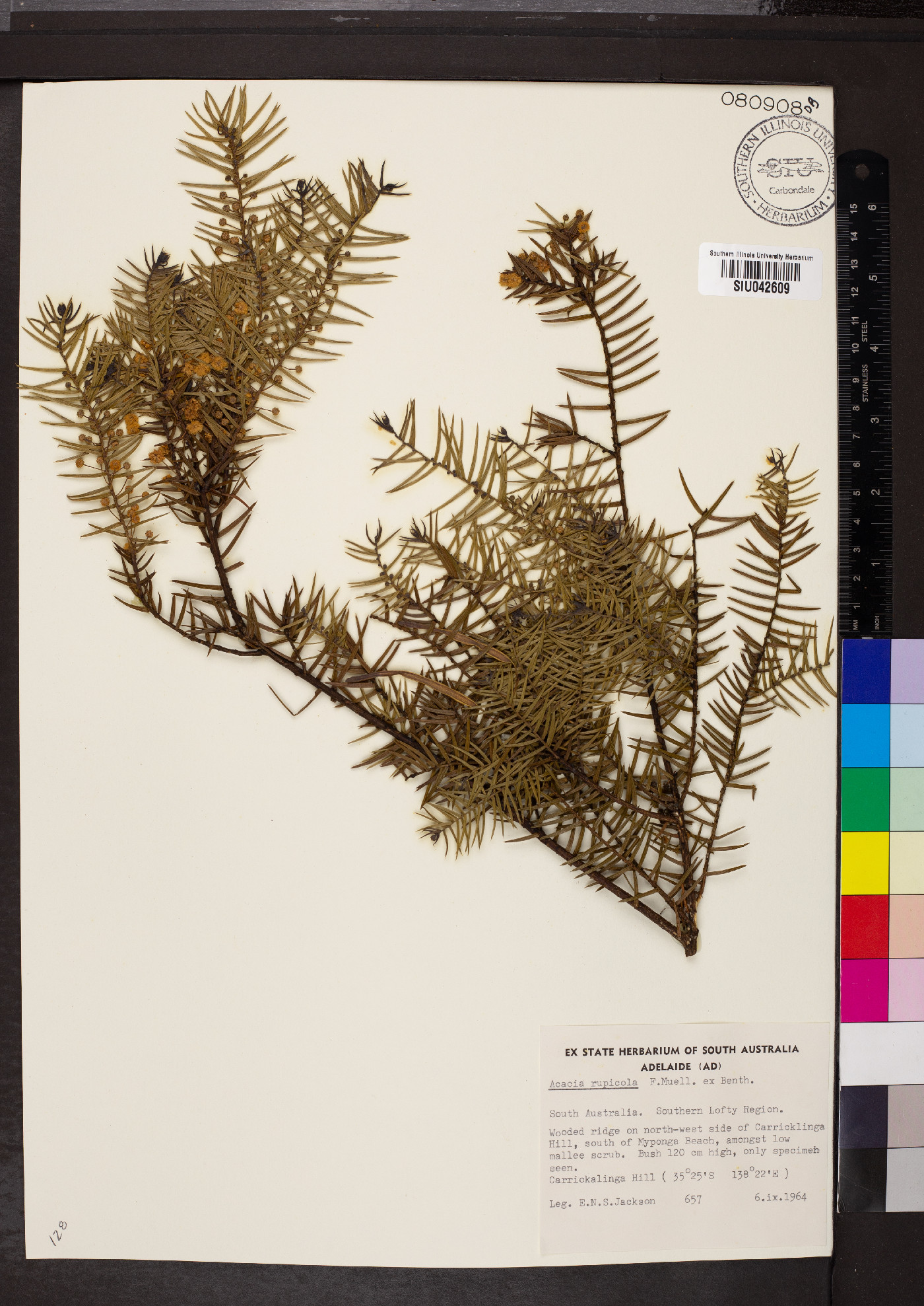 Acacia rupicola image