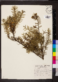 Acacia rupicola image