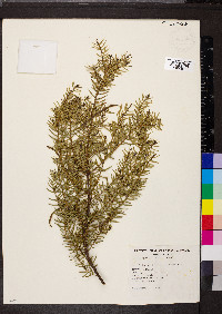 Acacia rupicola image