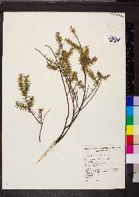 Acacia rupicola image